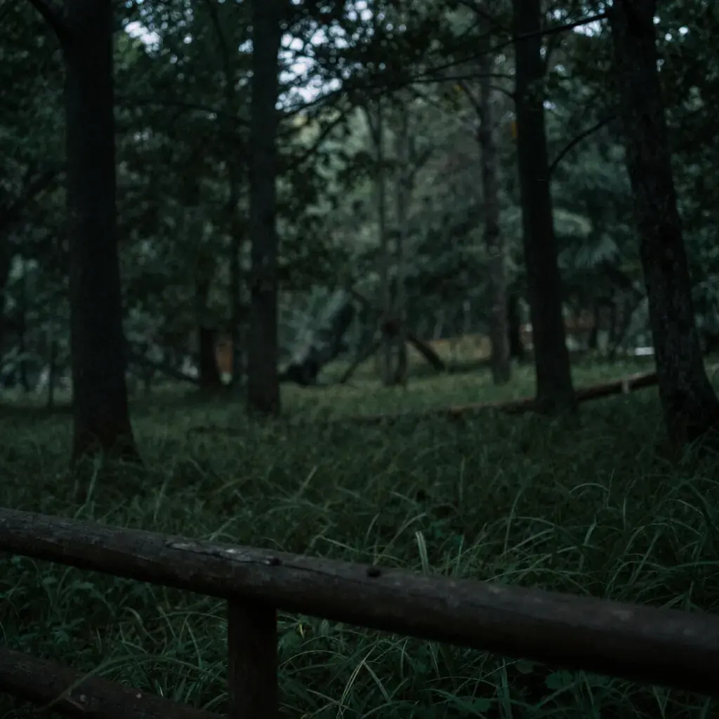 Тихий лес в сумерках — спокойствие и глубина